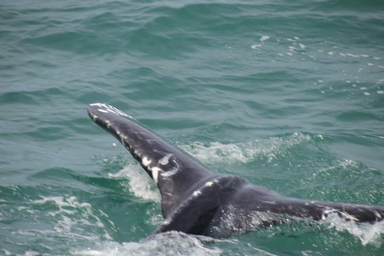 A humpback whale's long pectoral fin raised above the water