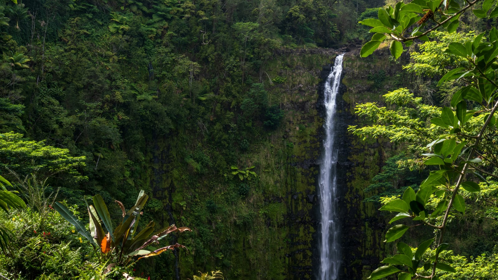 A tall waterfall dropping down a steep cliff face into dense green forest