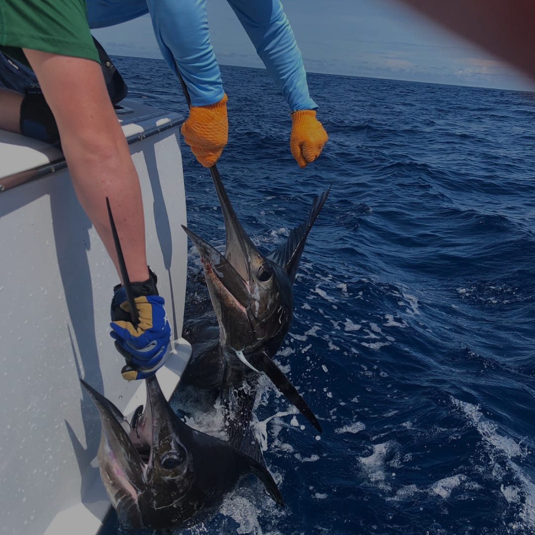 Dos picudos sostenidos junto al casco por un tripulante con guantes, en mar abierto azul profundo