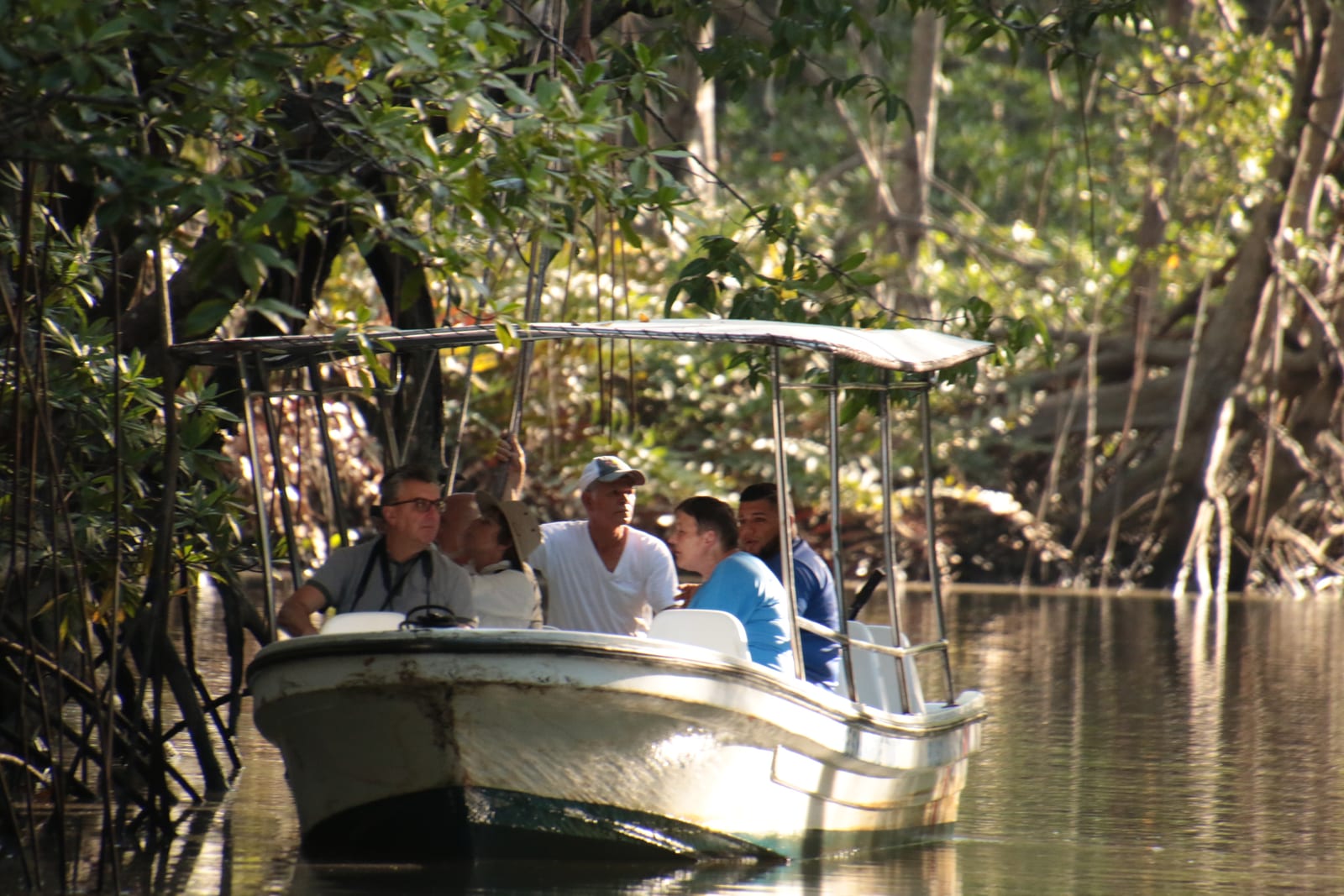 Un bote pequeño y abierto con toldo de lona llevando a seis pasajeros por un canal angosto de manglar, con raíces a ambas orillas